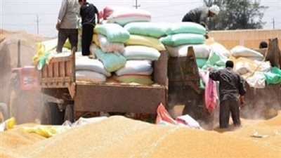 توريد 150 ألفا و914 طنا من القمح للشون والصوامع بقنا