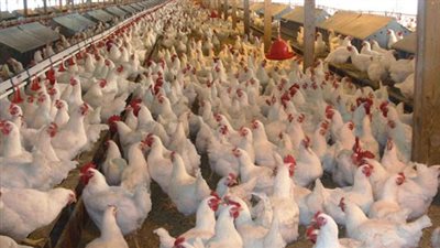 الثروة الداجنة: استيراد 20 ألف طن لن يلبي احتياجات السوق في رمضان