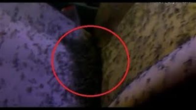 بالفيديو.. سرب «ناموس» يسيطر على سيارة رجل