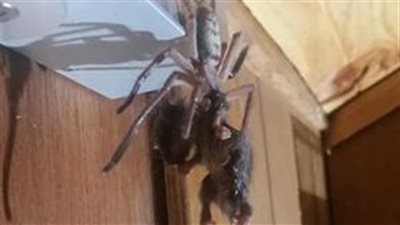 عنكبوت ضخم يأكل حيوان بوسوم أمام زوار فندق في مشهد مروع