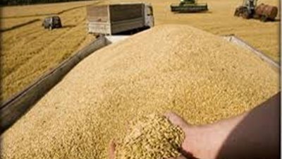 التموين: احتياطي استراتيجي من القمح تكفي 8 شهور بعد اتفاقية أوكرانيا