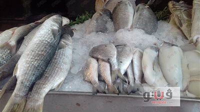 تراجع أسعار الأسماك.. والبلطي يسجل 17 جنيها في سوق الجملة