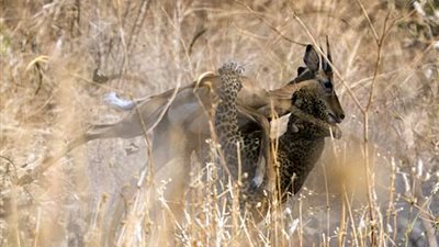 بالصور.. أنثى نمر تطير في الهواء للحصول على فريستها
