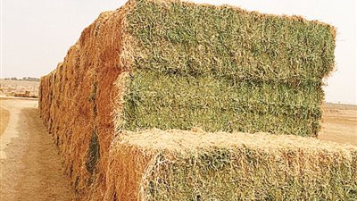 ارتفاع أسعار الأعلاف والطن يسجل 7 آلاف جنيه