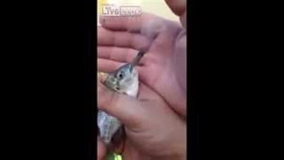 بالفيديو.. سمكة تدخن سيجارة بصحبة صياديها