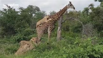 نجاة زرافة بعد 4 ساعات من الصراع مع 6 لبؤات (فيديو)