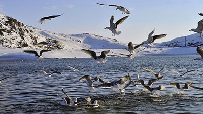 الثدييات تجد صعوبة في العثور على الغذاء بعد ارتفاع حرارة المناطق القطبية