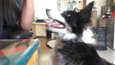 بالفيديو.. كلب يرقص على أنغام آلة التانجو