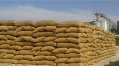 توريد ١٣٥ ألف طن قمح لشون وصوامع كفر الشيخ
