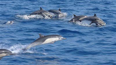 مذيعة «بي بي سي» ترصد أفضل ما يعيش بأعماق مياه بريطانيا (صور)