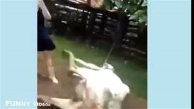 بالفيديو.. أطرف المواقف لاشخاص تعرضوا للنطح من الحيوانات