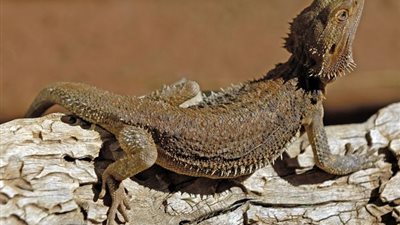 سحلية تغير جنسها عند التعرض لأشعة الشمس