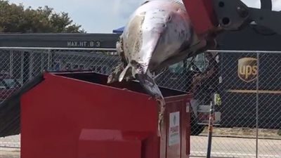 مشهد صادم للتخلص من حوت نافق في صندوق قمامة (فيديو)