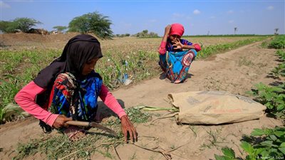 الأمم المتحدة: الغذاء تحول إلى سلاح في النزاع باليمن