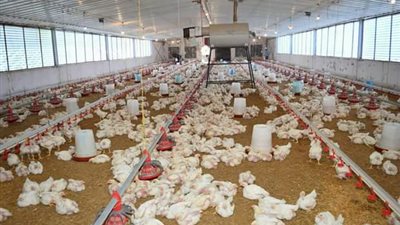 رئيس جامعة سوهاج يتابع إنتاجية «مزرعة الدواجن» بالكوثر (صور)