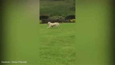 بالفيديو والصور.. كلب يسرق هاتف صاحبه ويرفض إعادته