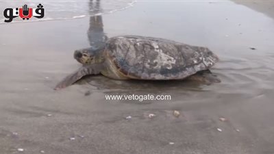 تفاصيل إعادة سلحفاة نادرة للمياه قبل بيعها في الدقهلية (فيديو)