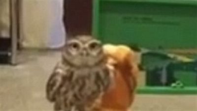 بالفيديو والصور.. مليون مشاهدة لبومة تعتلى ظهر حصان متحرك