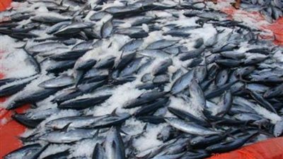 الـزراعة: ضبط 3.7 طن أسماك فاسدة في الغربية