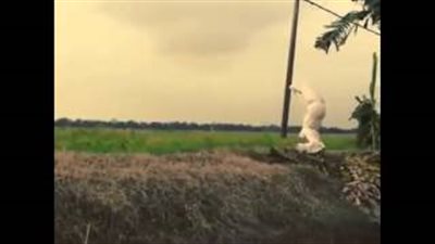 بالفيديو.. لحظة سقوط شاب مقيد في المياه