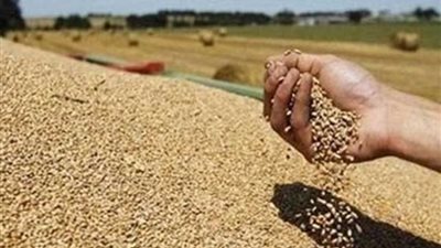 التموين: شراء٢٩٠ ألف طن قمح من رومانيا وروسيا