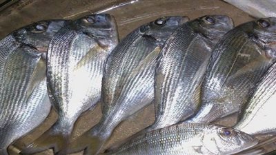 ضبط 42 كيلو سمك فاسد قبل بيعه بعيد الفطر بالشرقية