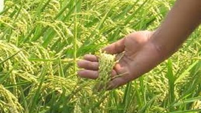 شعبة الأرز: بدء موسم حصاد المحصول الجديد منتصف أغسطس