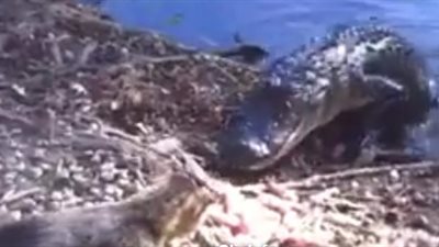 قطة شرسة تدخل في مواجهة عنيفة مع تمساح (فيديو)