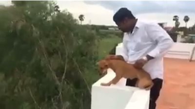 بالفيديو.. رجل يرمي كلبا من مبنى شاهق