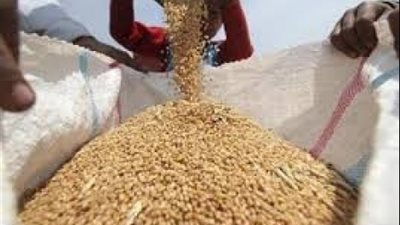 «التموين» ترفض 7299 جوال قمح محلي مخالفة لشروط التوريد