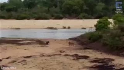 بالفيديو.. صغير فرس النهر يدافع عن والدته المريضة من هجوم أسد