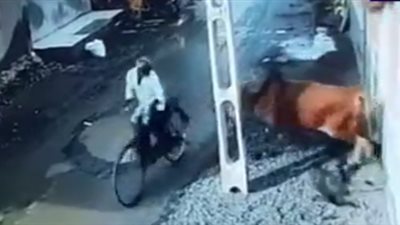 ثور يطيح بشخصين في أحد الشوارع الهندية (فيديو)