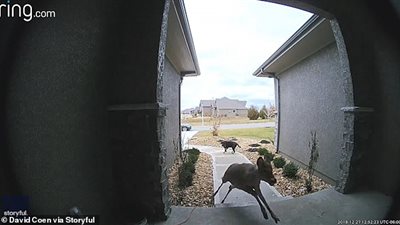 غزال يتجرأ بتخطي كلب للوصول إلى باب منزل (فيديو وصور)