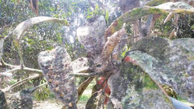 طلب إحاطة عن انتشار العفن بأشجار المانجو في الإسماعيلية