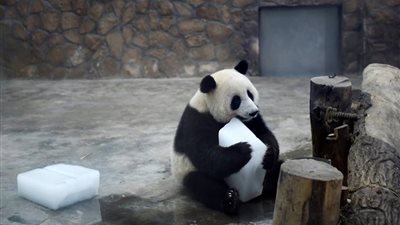 باندا تواجه موجات الحر باللعب بمكعبات الثلج العملاقة (فيديو)