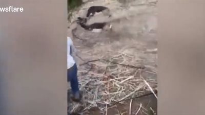 ذعر غزالين اشتبكا مع خطوط ري مزرعة (فيديو)