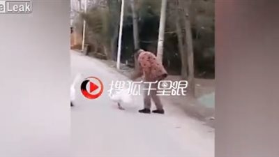 «وزة» تهاجم عجوزا في الشارع عدة مرات (فيديو)