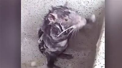 فأر يبهر نشطاء مواقع التواصل بطريقة استحمامه (فيديو)