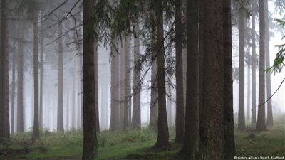 شبان يعتدون على مراهقة في الغابة ويصورونها في ألمانيا