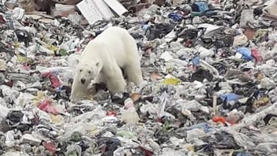 دب ضل طريقه يثير ذعر سكان مدينة روسية (فيديو وصور)