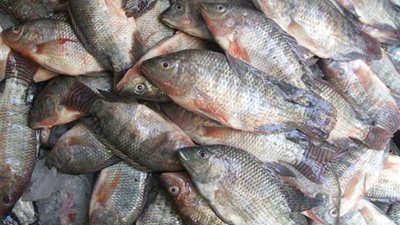 50% ارتفاعا بأسعار الأسماك بالقليوبية.. وكيلو الفسيخ بـ150 جنيها