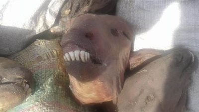 إعدام رؤوس أغنام بعد الكشف عليها من الطب البيطري بالقليوبية