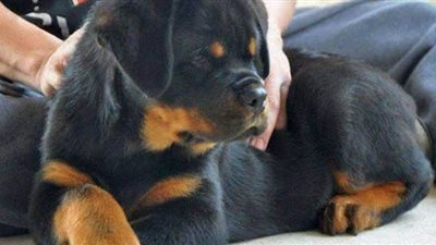 كل ما تريد معرفته عن مرض البارفو