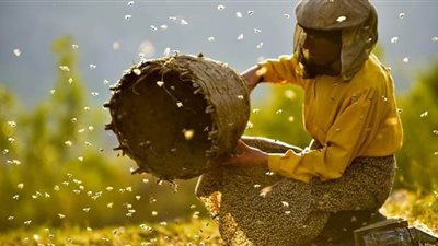 3 أفلام مرشحة للأوسكار تشارك في مهرجان أسوان لأفلام المرأة