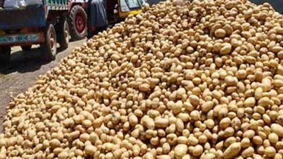 الزراعة: ١٣٥ ألف طن تقاوي بطاطس وصلت مصر.. وتطبيق إجراءات حجرية مشددة