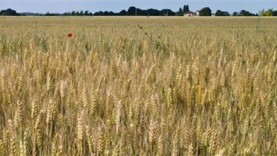 جدل في الزراعة بسبب مبيد تسبب في حرق حقول قمح..ومصادر : شركة صينية صنعت تركيبة غير موصى بها علميا وأحدثت الأزمة