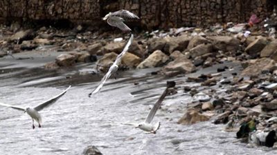 طائر مهاجر يسقط في شبكة لصيد الأسماك في كينيا قادما من فنلندا