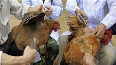 تحصين 2 مليون طائر ضد أنفلونزا الطيور بالشرقية