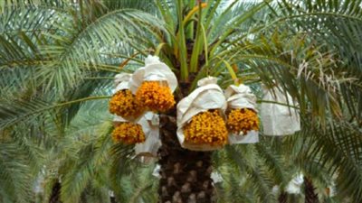 الزراعة تنتهي من تجهيز ١٢٥ فدانا لزراعة النخيل البرحي في شرق العوينات