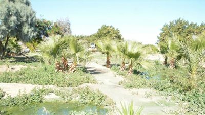 محافظ البحر الأحمر يتفقد الغابة الشجرية الجديدة بالغردقة |صور